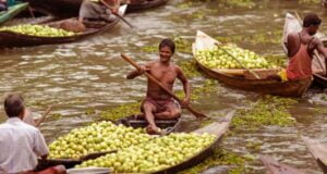 ফসলের বিপর্যয়ের মধ্যে কৃষকরা ন্যায্য মূল্যের আশা করছেন