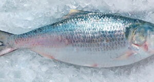 বাংলাদেশ থেকে ইলিশ ভারতে যাচ্ছে না