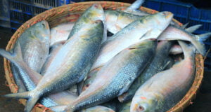 দুর্গাপূজা উপলক্ষ্যে ইলিশ পেতে বাংলাদেশের প্রতি ভারতের আবেদন