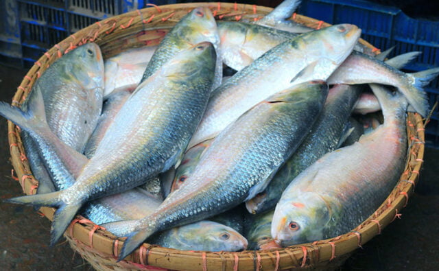 ইলিশ
