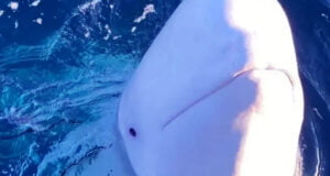 নরওয়েতে রাশিয়ান “গুপ্তচর তিমি” মৃত অবস্থায় পাওয়া গেছে