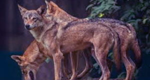 নেকড়ে আতঙ্ক ভারতে ভয়াবহ অবস্থা, দেওয়া হলো গুলির নির্দেশ