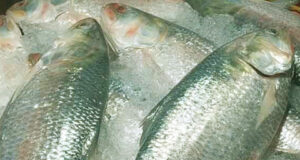 ভারতে যাচ্ছে পদ্মার ইলিশ