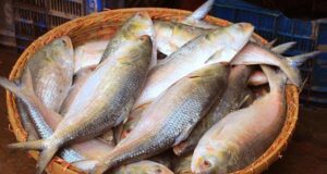 প্রতি ইলিশের কেজি ৭০০ টাকা নির্ধারণ চেয়ে আইনি নোটিশ