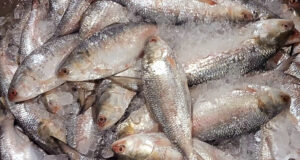 ভারতে রপ্তানি হবে ২,৪২০ টন ইলিশ! ৩,০০০ টন নয়