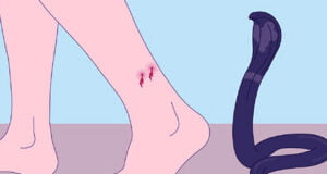 সাপের কামড়ে ঠাকুরগানে দুই শিক্ষার্থীর মৃত্যু হয়েছে