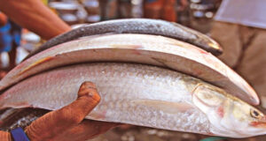 অনলাইনে ২৬ হাজারে বিক্রি হলো তিন ইলিশ