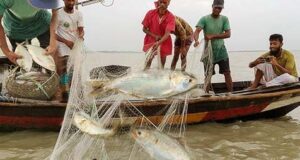 ১৩ অক্টোবর থেকে পদ্মা-মেঘনায় ২২ দিন ইলিশ ধরায় নিষেধাজ্ঞা