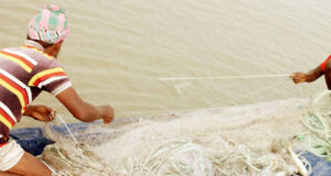 চাঁদপুরে নিষেধাজ্ঞা অমান্য করে ইলিশ শিকার, ৫৫জেলে আটক