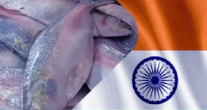 ১১ দিনে ভারতে রপ্তানি হয়েছে ৫ লাখ কেজি ইলিশ।