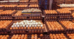 ডিমের দাম নির্ধারণ করে দিয়েছে সরকার