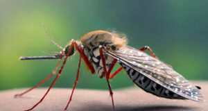 গত ২৪ ঘণ্টায় ডেঙ্গুতে প্রাণ গেল ৩ জনের