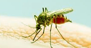 ডেঙ্গুতে ৩ জন মারা গেছে এবং ৫৮৩ জন হাসপাতালে ভর্তি