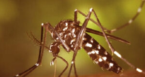 ডেঙ্গু জ্বরে একদিনে রেকর্ড নয়জনের মৃত্যু হয়েছে