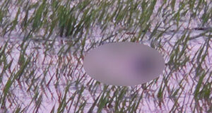 পাহাড়ি ঢলে নিখোঁজ দুই ভাইয়ের লাশ মিলল ধানখেতে