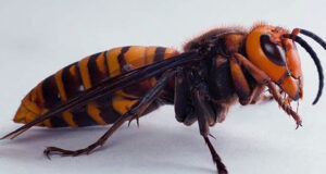 ময়মনসিংহে ভিমরুলের কামড়ে বাবা-মেয়ের পর ছেলেরও মৃত্যু