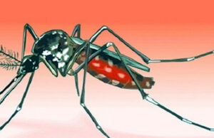 ডেঙ্গু জ্বরে দীর্ঘ হচ্ছে লাশের সারি