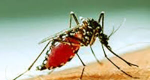 ২৪ ঘণ্টায় ডেঙ্গু কেড়ে নিলো ৫ প্রাণ