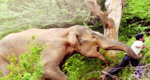 চকরিয়ায় বন্য হাতির আক্রমণে এক কৃষক নিহত