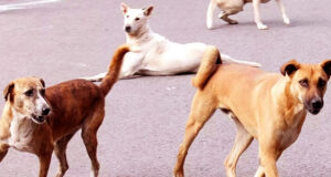 মুন্সীগঞ্জে কুকুরের কামড়ে আহত ৪০