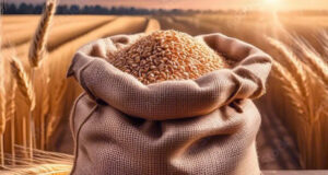 আর্জেন্টিনা থেকে এলো ৫২ হাজার টন গম