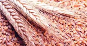 আর্জেন্টিনা থেকে এলো ৫০ হাজার ২শ টন গম