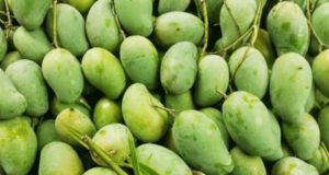 আগামী গ্রীষ্মে চীনে আম রপ্তানি শুরু হতে পারে