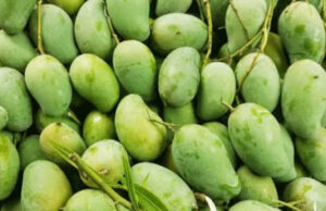 আগামী গ্রীষ্মে চীনে আম রপ্তানি শুরু হতে পারে