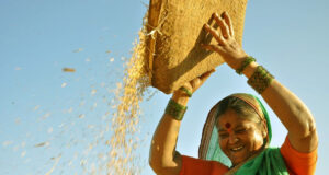 ট্রাম্প চান ভারত মার্কিন ভুট্টা কিনুক – কিন্তু সম্ভবত কেন তা কিনবে না তা এখানে