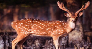 খুলনার কয়রায় ৫০ কেজি হরিণের মাংস উদ্ধার