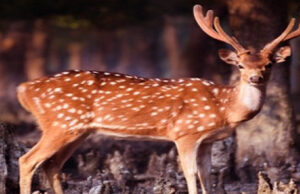 খুলনার কয়রায় ৫০ কেজি হরিণের মাংস উদ্ধার