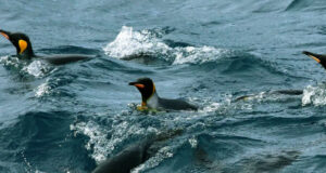 পেঙ্গুইন এবং সিলের প্রত্যন্ত দ্বীপের উপর শুল্ক আরোপের পক্ষে মার্কিন যুক্তরাষ্ট্র