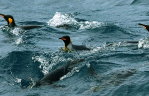 পেঙ্গুইন এবং সিলের প্রত্যন্ত দ্বীপের উপর শুল্ক আরোপের পক্ষে মার্কিন যুক্তরাষ্ট্র