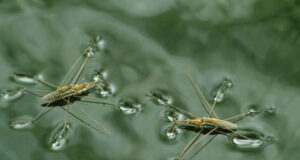 ওয়াসার পানিতে পোকামাকড়, ভোগান্তিতে বাসিন্দারা