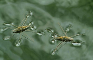 ওয়াসার পানিতে পোকামাকড়, ভোগান্তিতে বাসিন্দারা