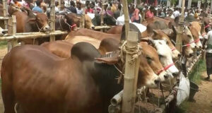 ঢাকা উত্তরে ৮টি পশুর হাট ইজারা নিলেন বিএনপি নেতারা