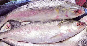 ইলিশে মাইক্রোপ্লাস্টিকের সন্ধান