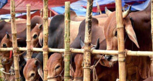 ঈদুল আজহাকে সামনে রেখে ঢাকার পশুর হাটগুলোতে ভিড়