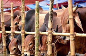 ঈদুল আজহাকে সামনে রেখে ঢাকার পশুর হাটগুলোতে ভিড়