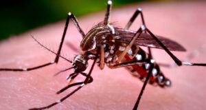 মার্চ থেকে মে মাস পর্যন্ত প্রতি মাসে ডেঙ্গু আক্রান্তের সংখ্যা দ্বিগুণ হয়েছে