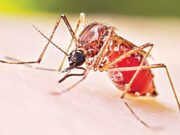 ডেঙ্গু: আক্রান্তের সংখ্যা বৃদ্ধি পাওয়ায় চিকিৎসার খরচ বহন করতে হিমশিম খাচ্ছেন রোগীরা