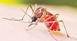 ২৪ ঘণ্টায় ২১২টি নতুন ডেঙ্গু রোগী শনাক্ত