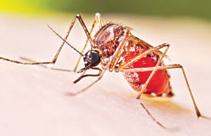 ২৪ ঘণ্টায় ২১২টি নতুন ডেঙ্গু রোগী শনাক্ত