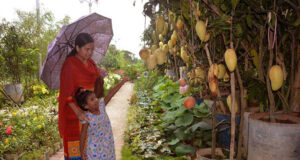 বৃক্ষমেলায় ফলের গাছ, দাম কত?