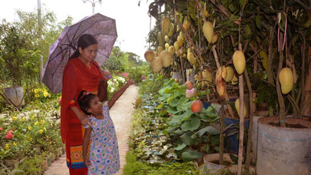 Fruit Trees At The Tree Fair
