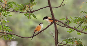 ঢাকার সবুজের ক্ষয়ক্ষতির কারণে পাখিরা হুমকির মুখে