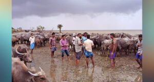 সন্দ্বীপ দ্বীপে ৫ কোটি টাকার মহিষের পালের মালিক কে?