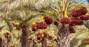 খেজুর গাছ: প্রজন্মের পর প্রজন্ম ধরে এটিতে বসবাস করা সম্ভব