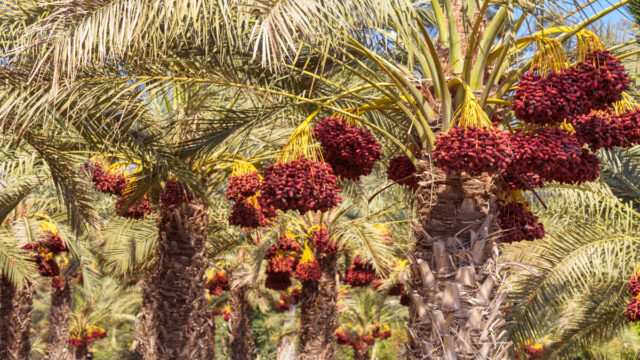 Date Palm Grove