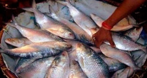 বাংলাদেশের তুলনায় পশ্চিমবঙ্গে ইলিশের দাম কম